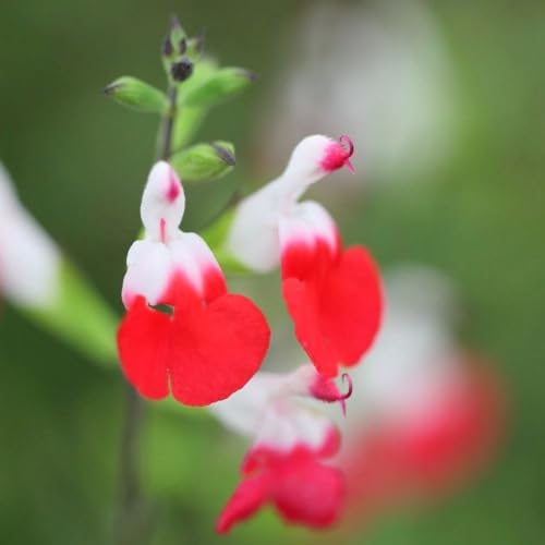 Plant Theory Hot Lips Salvia Sage Perennials Outdoor Flowering Plants Salvia 2L Pot
