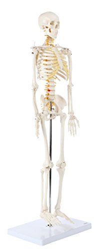 Axis Scientific A-105168 Mini Human Skeleton Model thumb #2