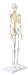 Axis Scientific Mini Human Skeleton Model with Metal Stand, 31