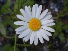 100 Ox Eye Daisy Flower Seeds
