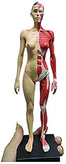 30Inch Male Anatomy Figure - PU Material Human Skeleton Anatomical Painting Model Human Anatomical Muscle Bone Model - for Reference for Artists