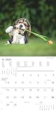 Funny Dogs 2024 - Broschürenkalender 30x30 cm (30x60 geöffnet) - Kalender mit Platz für Notizen - Hunde - Bildkalender - Wandkalender - Hundekalender