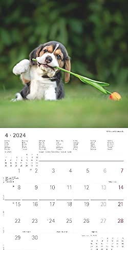 Funny Dogs 2024 - Broschürenkalender 30x30 cm (30x60 geöffnet) - Kalender mit Platz für Notizen - Hunde - Bildkalender - Wandkalender - Hundekalender
