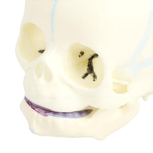 Outil d'affichage de squelette d'anatomie de fœtus Elprico pour laboratoire - 6