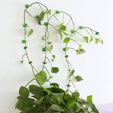 PLANT 'N' SEE Creeper plant Support Invisible Made in India Strong and Durable Multi-Uses Indoor Outdoor Vines Money plant climber support sticks 30/60/90 PCs (Green, 30)-image-25