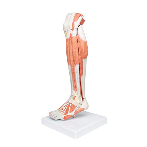 Image of 3B Scientific M22 Lower Muscled Leg w / Knee 3-part - 3B Smart Anatomy
