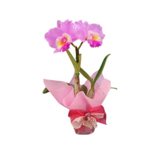 [彦根市内にて栽培!]愛情いっぱい洋蘭・カトレア鉢花大輪