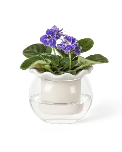 Comparison: Best Pots For Violets 11 Fayoula 6 Inch African Violet Pots Maintenance, Glass Self-Watering Planter for Indoor Plants - Ideal Flower Pot for Thriving Indoor Gardens, Pots Only (Version 2)