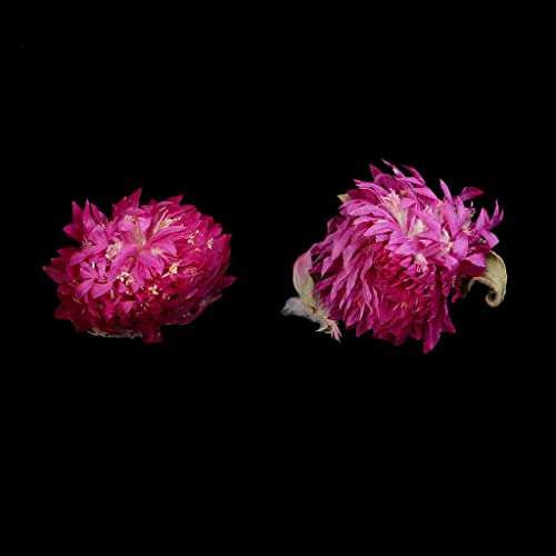20 piezas flores secas prensadas Gomphrena Globosa miniatura 3