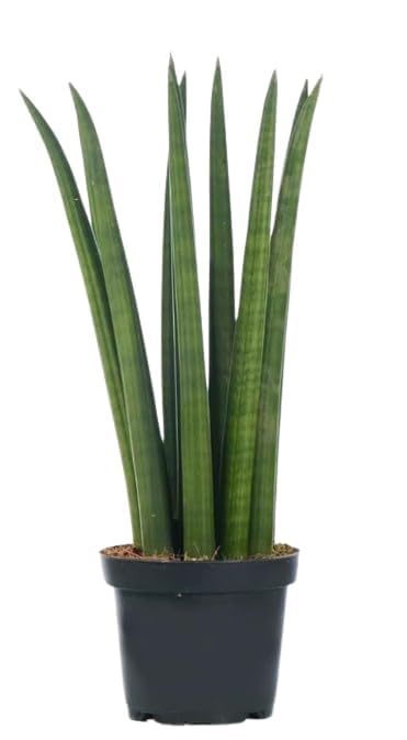 UGALOO sansevieria cylindrica snake plant Sansevieria cylindrica, African Spear or Cylindrical Snake Plant-image-44