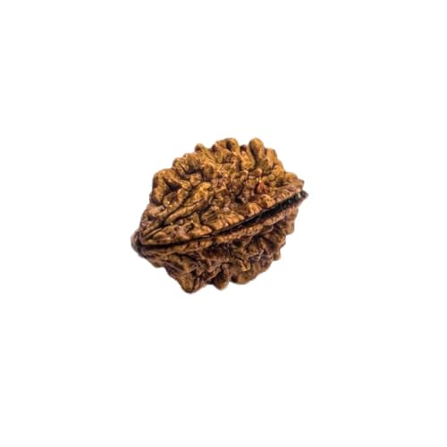 Image of Divine Hindu Original 2 Mukhi (Two Face) Indonesia Rudraksha | Do Mukhi Rudraksh Bead for Meditation, Protection & Spiritual Growth | Natural Rudraksha for Men & Women | Prayer Bead for Success