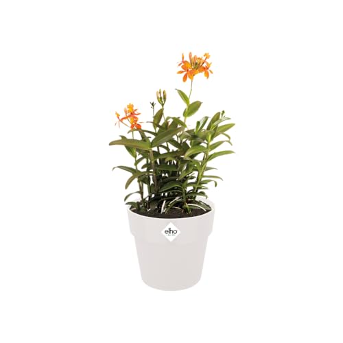 elho B.for Original Round 14 - Flower Pot for Indoor - 100% Recycled Plastic - diameter 13.7 x H 12.5 cm - White/White - Image 3