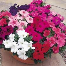 Petunia flower seeds hybrid sakata,high germination (pack of 10) (B0CHBKK64D) Amazon Price History, Amazon Price Tracker