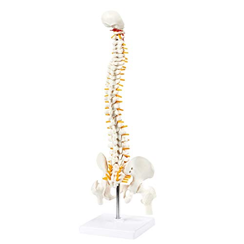 Image of 45cm Tall Human Vertebral Column Anatomy Spine Model for Chiropractor and Osteopath | Learn Spinal Anatomy In No Time With This Spine Model