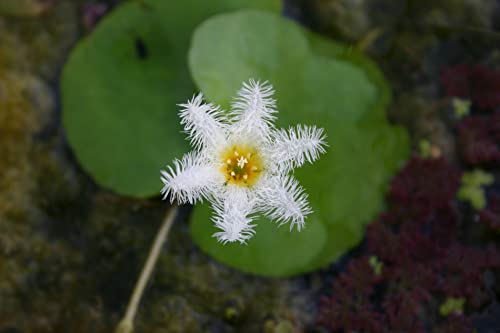 Floating Plants for Water Gardens and Ponds (Water Snowflake)