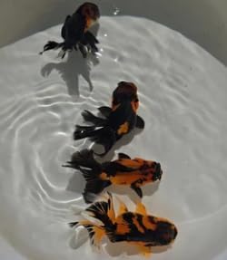 Apache Oranda Juvenile, Live Fancy Goldfish, Black and Orange Coloration
