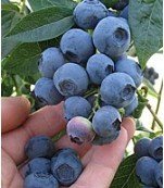 Liveseeds - Northern Highbush BLUEBERRY Samen, Vaccinium Corymbosum Obst Beeren Samen (10 Samen) Liveseeds - Northern Highbush BLUEBERRY Samen, Vaccinium Corymbosum Obst Beeren Samen (10 Samen)