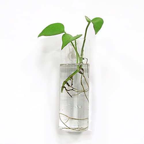 Bunhut GLASS WALL PLANTER 4 Planters For Indoor Plants,Wall Hanging Terrarium Planters,Glass Wall Planters thumb #2