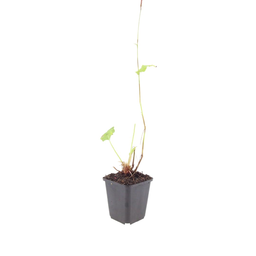 Piante Perenni Persicaria Affinis 'Superba' per Giardino, Rosso, Set da 6