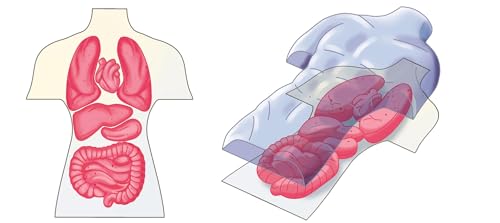 Clementoni | Kit Complet pour créer Un modèle Anatomique + | Mini Labo d'Anatomie | Éducatif | Science et Jeu | Découvrir Le Corps Humain | Fabriqué en Italie | Cadeau pour Enfants - vue 9