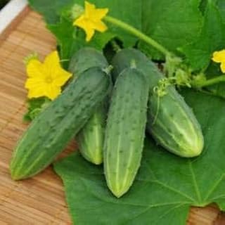 SeedsUP - 20+ Cucumber Nezhyn for Pickling - Vegetable Green