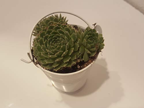 Mini Succulent Plugs Wedding Favors In White Pails Live Succulent Plants Sempervivum Hens Chicks Hardy Succulent Fairy Garden Wedding Favor Party Favor 6 Pack #TOP3