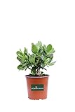 eGarden.store