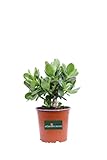 pianta di Crassula Ovata pianta di Albero Di Giada pianta grassa di Crassula Ovata o Albero Di Giada pianta vera venduta da eGarden.store