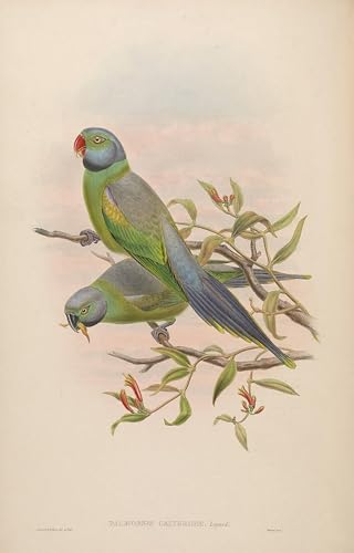 Affiche oiseau exotique grand format pour une décoration de salon vivante