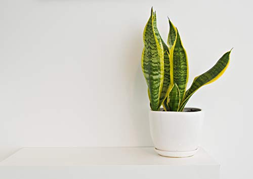 Live Snake Plant, Sansevieria Trifasciata Superba, Fully Rooted Indoor House Plant In Pot, Mother In Law Tongue Sansevieria Plant, Potted Succulent Plant, Houseplant In Potting Soil By Plants For Pets #TOP6