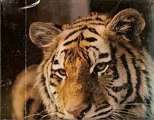 Hardcover Great Game Animals Of The World Book