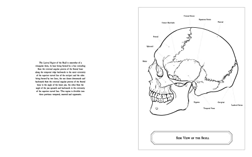 Gray's Anatomy Coloring Book: Images to Color from the Classic 1860 Edition (Sirius Creative Coloring) - Image 4