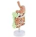 Teaching Model Tools,Human Digestive System Model for Anatomical Life Size Human Gastrointestinal Anatomy Model Studying Teaching Model