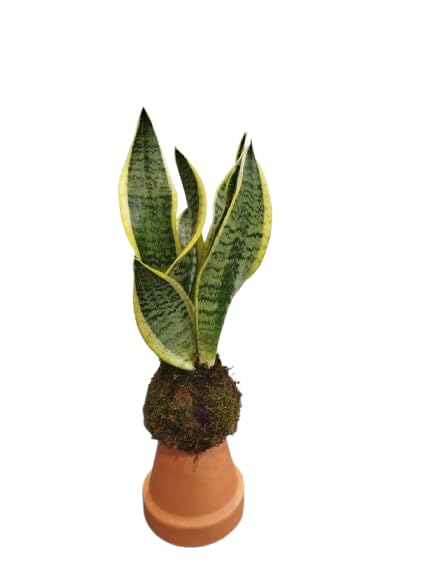 DECOALIVE Kokedama con Sansevieria Laurentii – Lengua de Suegra – Purificadora de Aire