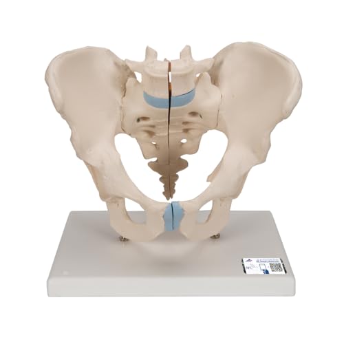 Image of 3B Scientific H21 /1 Male Pelvis- 3 Part - 3B Smart Anatomy
