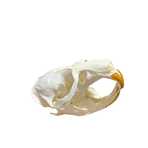 Real Animal Skull by BXQQ for Unique Home Decor