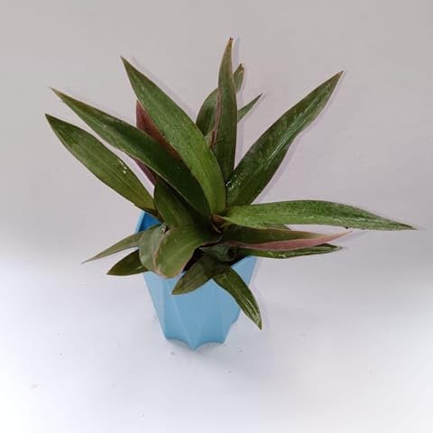 NATURE GARDEN Plants Best Nursery Rhoeo/Durangi in 4 Inch Plant Blue Marble Premium Diamanti Plastic Pot-image-40