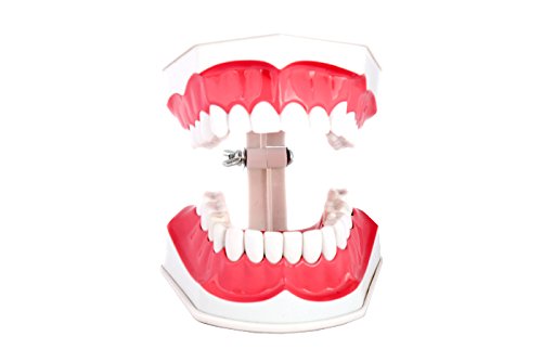 Doc.Royal Adult Dental Teeth Model and Toothbrush with Removable Lower Teeth Teaching Model - Thumbnail 2