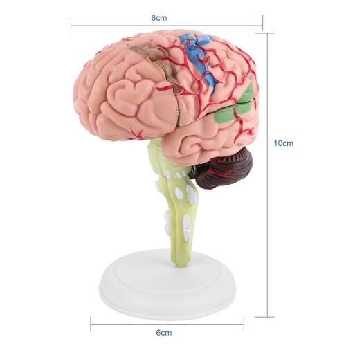 Modelo anatómico de cerebro humano desmontable para enseñanza y estudio 4