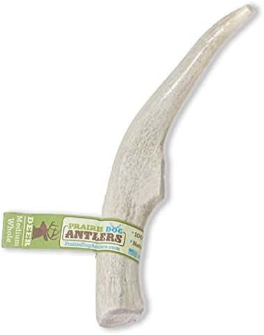 Prairie Dog Antlers | North American Whole Deer Antler | MEDIUM |Naturally Shed | Hand Harvested | Nutrient Rich | 6-7.5 inches long