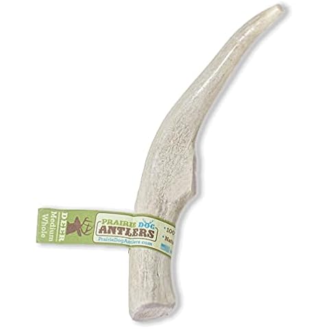 Prairie Dog Antlers | North American Whole Deer Antler | MEDIUM |Naturally Shed | Hand Harvested | Nutrient Rich | 6-7.5 inches long Cover