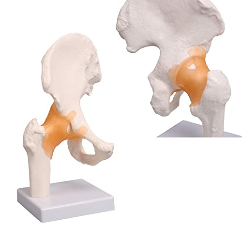 UIGJIOG Modelo anatómico de Cadera de Cadera de Cadera de tamaño Natural con Parte de la Pelvis con Huesos móviles, articulaciones y ligamentos Caderas 14 x 11 x 25 cm