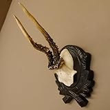 Abmessungen Trophäenschild: 17 cm x 15 cm Abmessung: Höhe 25 cm, Breite 15 cm, Tiefe 16 cm