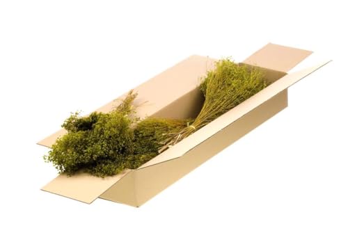 Brome bloom green sélection prestigieuse de fleurs séchées haut de gamme pour grand vase