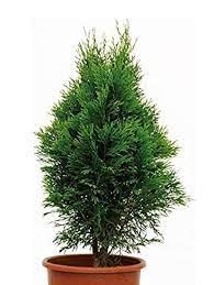 Mphmi Arborvitae - Plant (Plant Height 4 inches, Pack of 1 Arborvitae Plant)