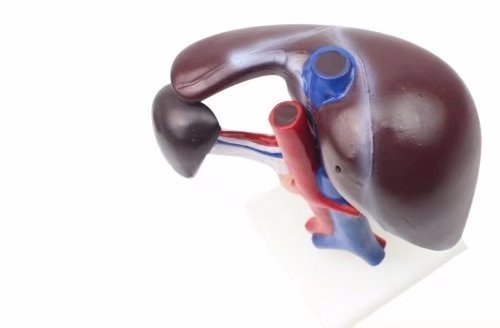 Image of BoNew Human Liver Pancreas Duodenum Anatomical Anatomy Model Medical Model Life Size