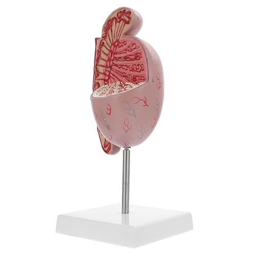 Modèle anatomique du corps humain pour cours de biologie et display