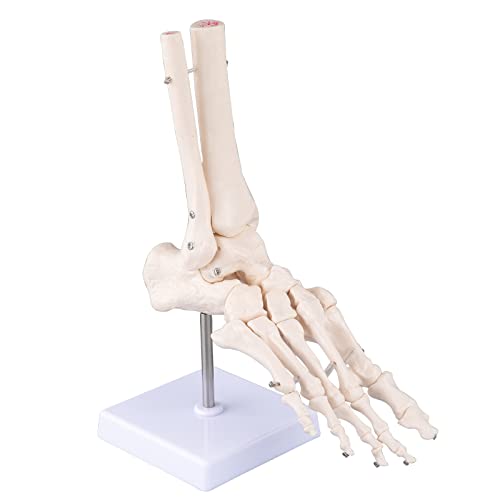 bcenyaz Modelo científico de tobillo de pie humano - Modelo de esqueleto de anatomía médica de tamaño natural Modelo de anatomía de pie y tobillo con base Cover