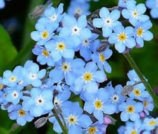 yunakesa Forget ME NOT Myosotis Sylvatica - 10,000 Bulk (PKD) Seeds