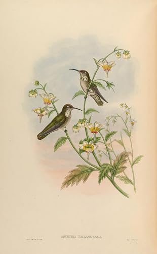 Affiches et gravures oiseau impression sur toile moderne salon 60x90